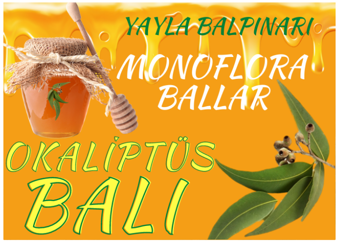 OKALİPTÜS BALI NEDİR?